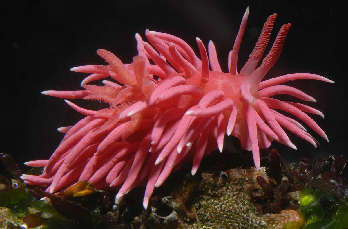 Scientists have reported densities of up to dozens of inch-long nudibranchs or sea slugs, like this one, per square meter in tide pools from San Luis Obispo to Humboldt counties.