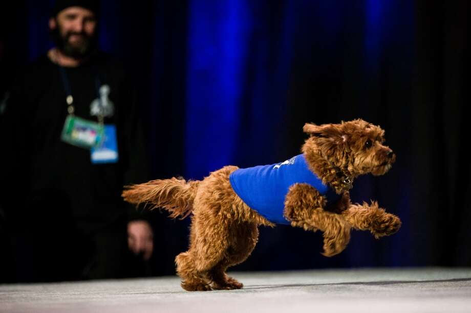   10. Phoenix, AZ

Have a cup of coffee and enjoy your time at Tres Leches Cafe

Take your dog on the terrace at The Dressing Room

Two rottweilers and their owner run Rott n & # 39; Grapes Photo: JORDAN STEAD, SEATTLEPI.COM 