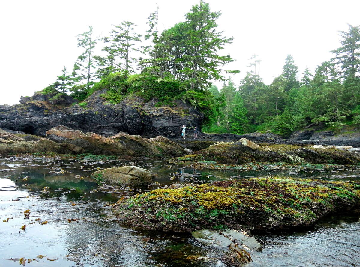 Low tide on the Botanical Beach walk near Port Renfrew, where tide pools reveal an amazing array of life.