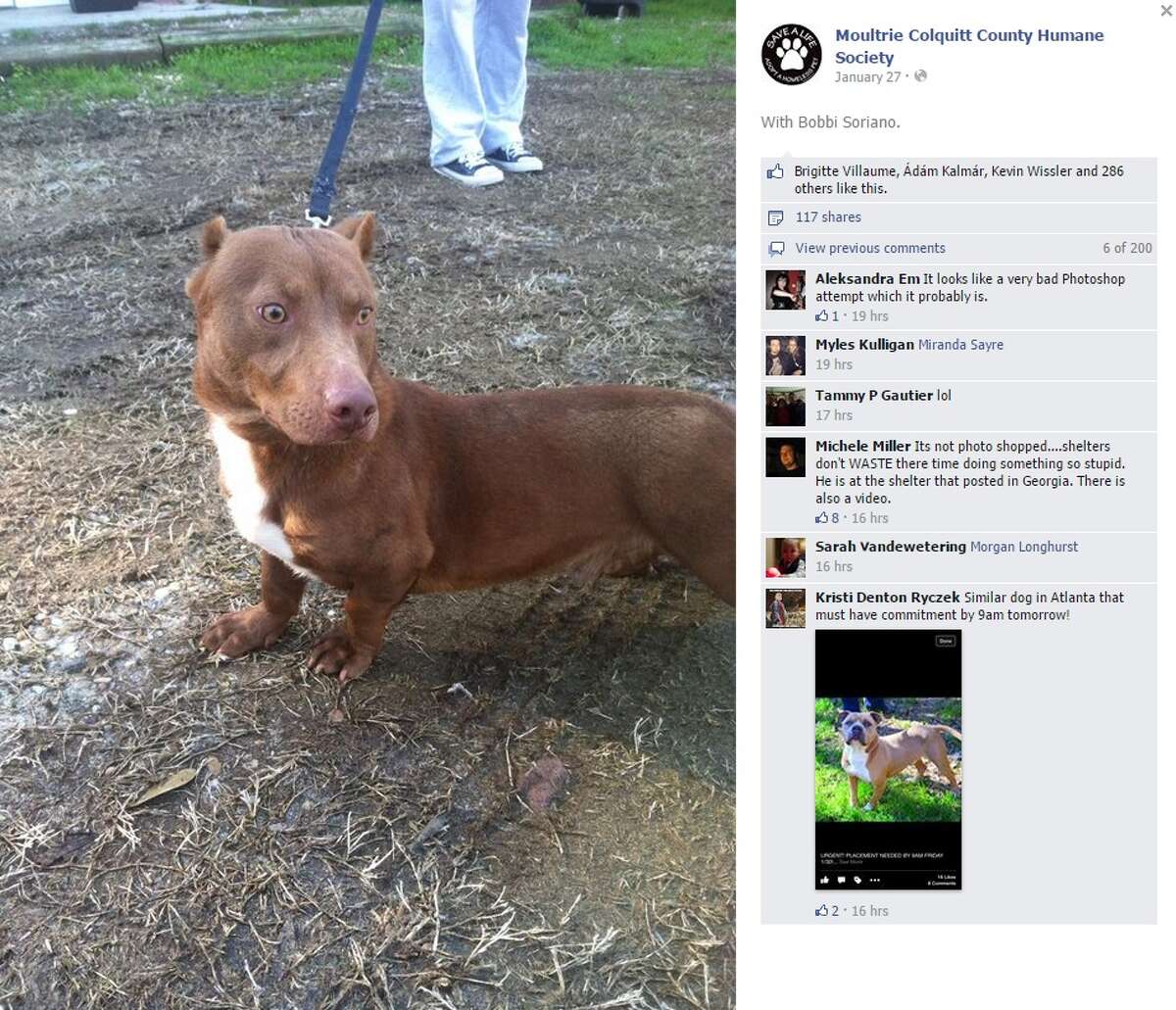 rami the pitbull dachshund