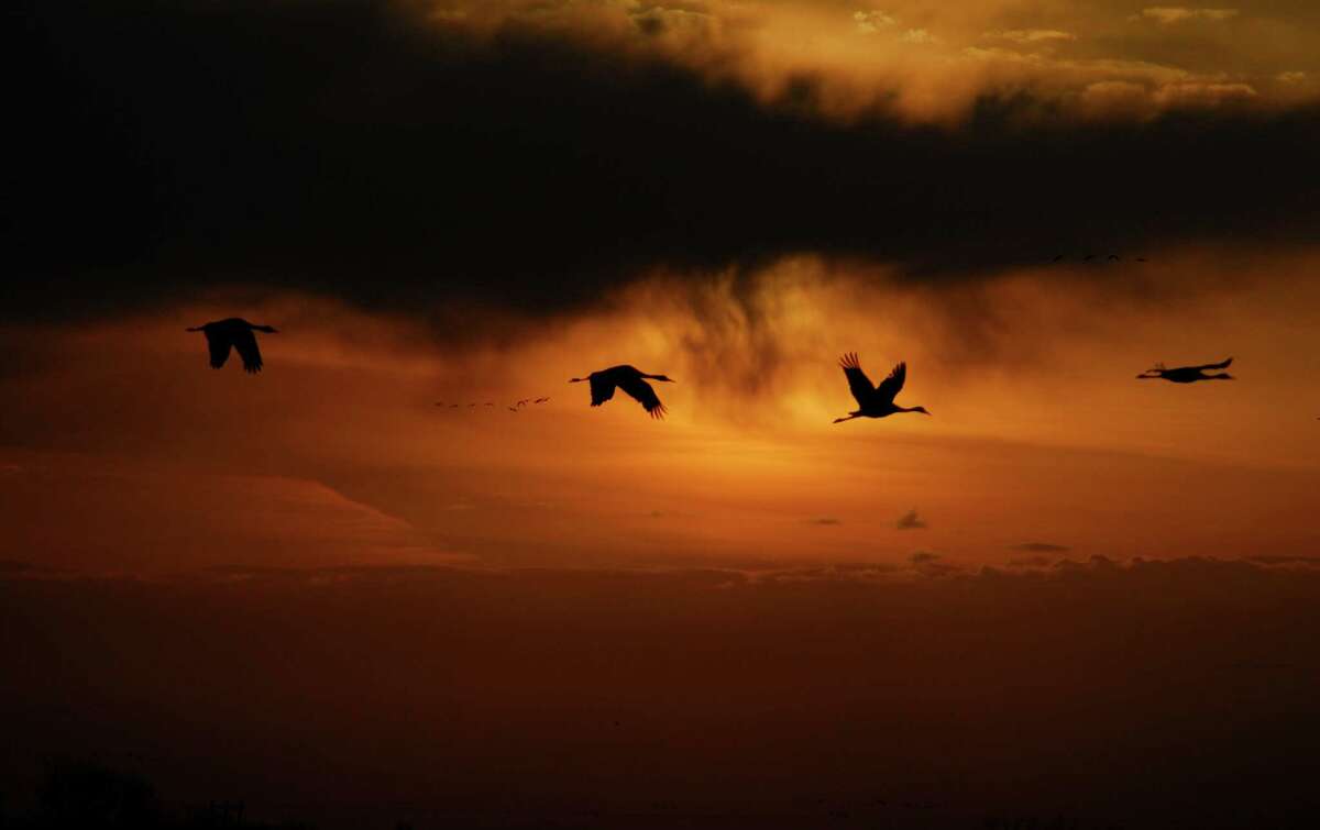 Nature lovers flock to watch cranes