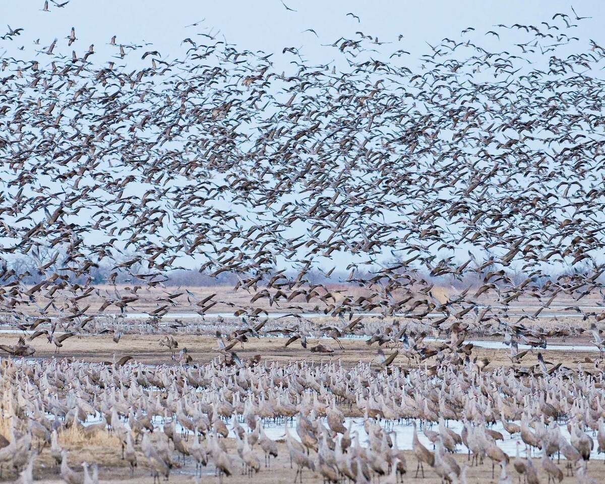 Nature lovers flock to watch cranes