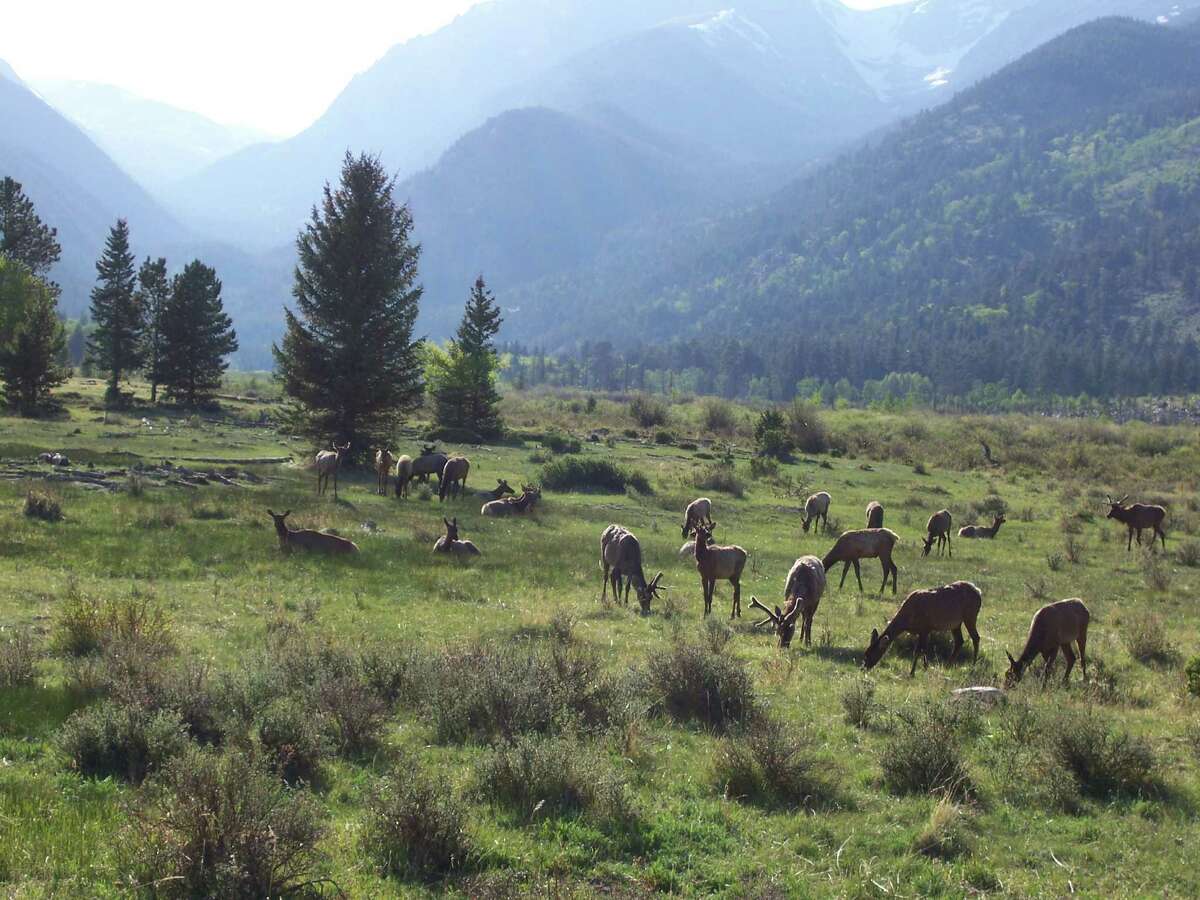 Elk graze in the field across from Sheep Lakes in the late day sun at Rocky Mountain National Park.
