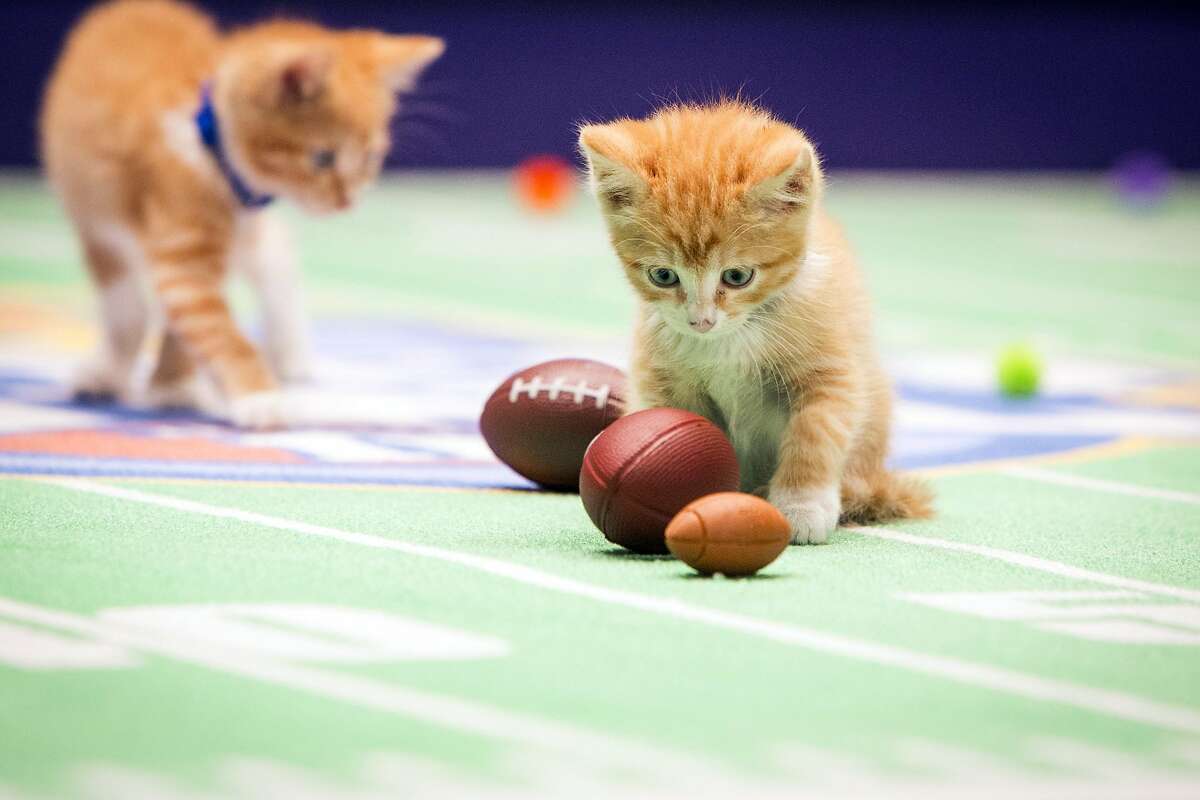 WE COULD HAVE SWORN WE SAW BELICHICK NEAR THE KIBBLE: Before "Kitten Bowl II," airs Sunday on the Hallmark Channel, the balls must be inspected. One of these appears to be severely deflated.