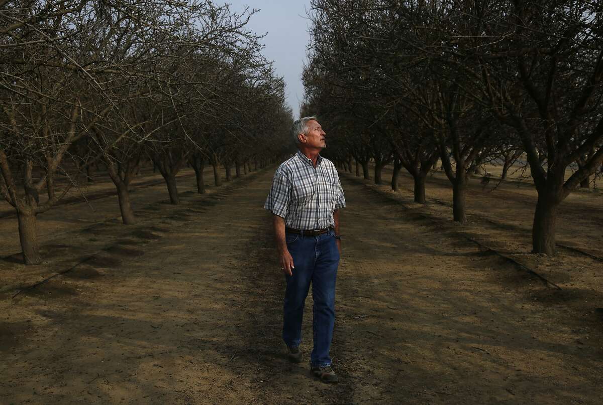 Mike Hopkins pictured in his ailing almond orchard Jan. 29, 2015 in Bakersfield, Calif. Hopkins noticed that his cherry trees were starting to die in 2010 and spent the next three years trying "everything" to save them. In the end, they pulled the trees up and planted pistachios. Now his nearby almond trees seem to be dying, too. The levels of saline and chloride became so high, the well on the same land became unusable. "It baffled me, I just couldn't understand how it could happen, because we've always had good water there," he said.