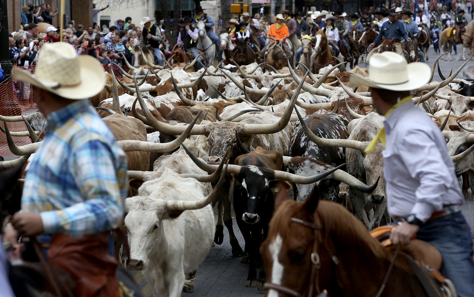 San Antonio was pulse of great cattle drives