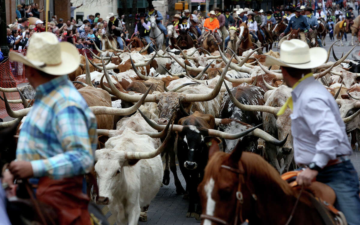 Longhorns walk on Houston Street during the Western Heritage Parade and Cattle Drive in downtown San Antonio in February 2014.