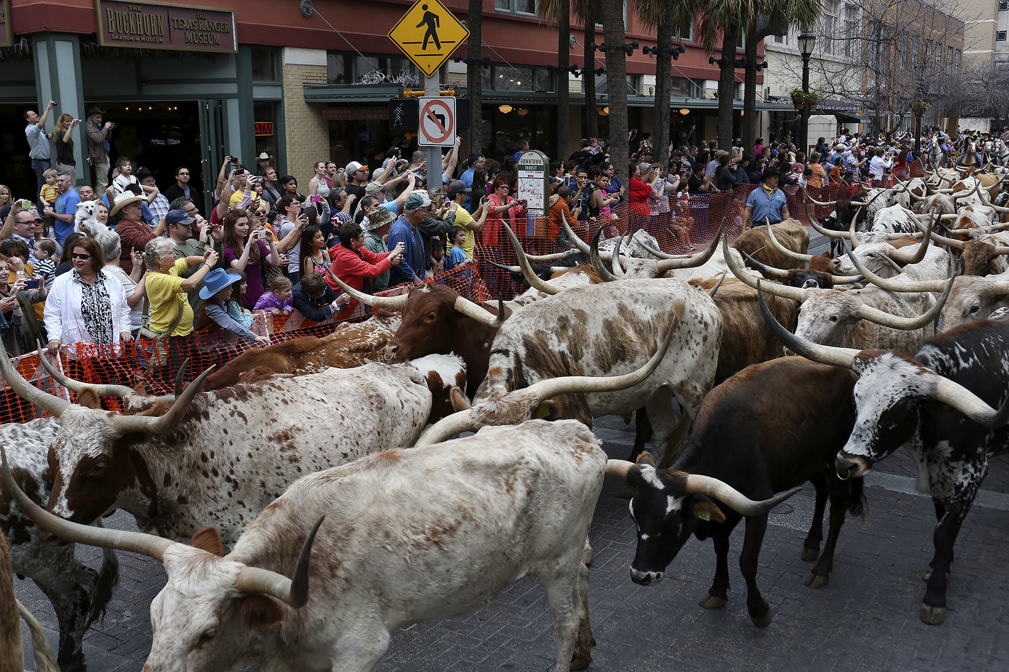 San Antonio was pulse of great cattle drives