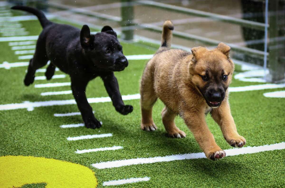 Chow mix puppies gain yardage on the turf at Animal Planet's Puppy Bowl Cafe in downtown Phoenix.