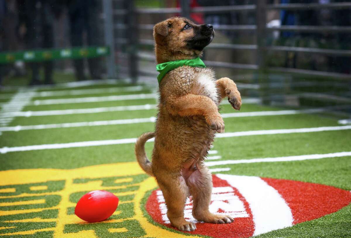 Chow mix puppies play on the turf at Animal Planet's Puppy Bowl Cafe in downtown Phoenix on Friday, January 30, 2015. Animal Planet teamed up with the Arizona Humane Society to bring spectators in Phoenix for the Super Bowl daily doses of cuteness. The puppies are all available for adoption through the Arizona Humane Society.
