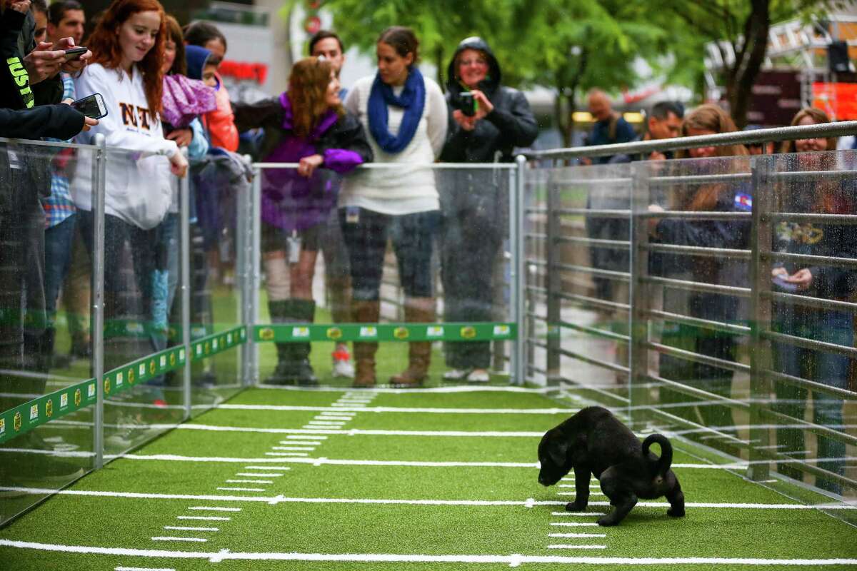 A chow mix puppy takes a timeout during Animal Planet's Puppy Bowl Cafe in downtown Phoenix.