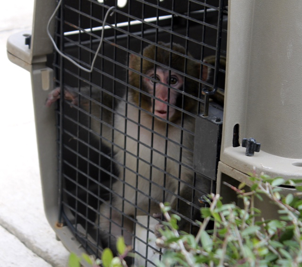 'Service’ monkey finds new home