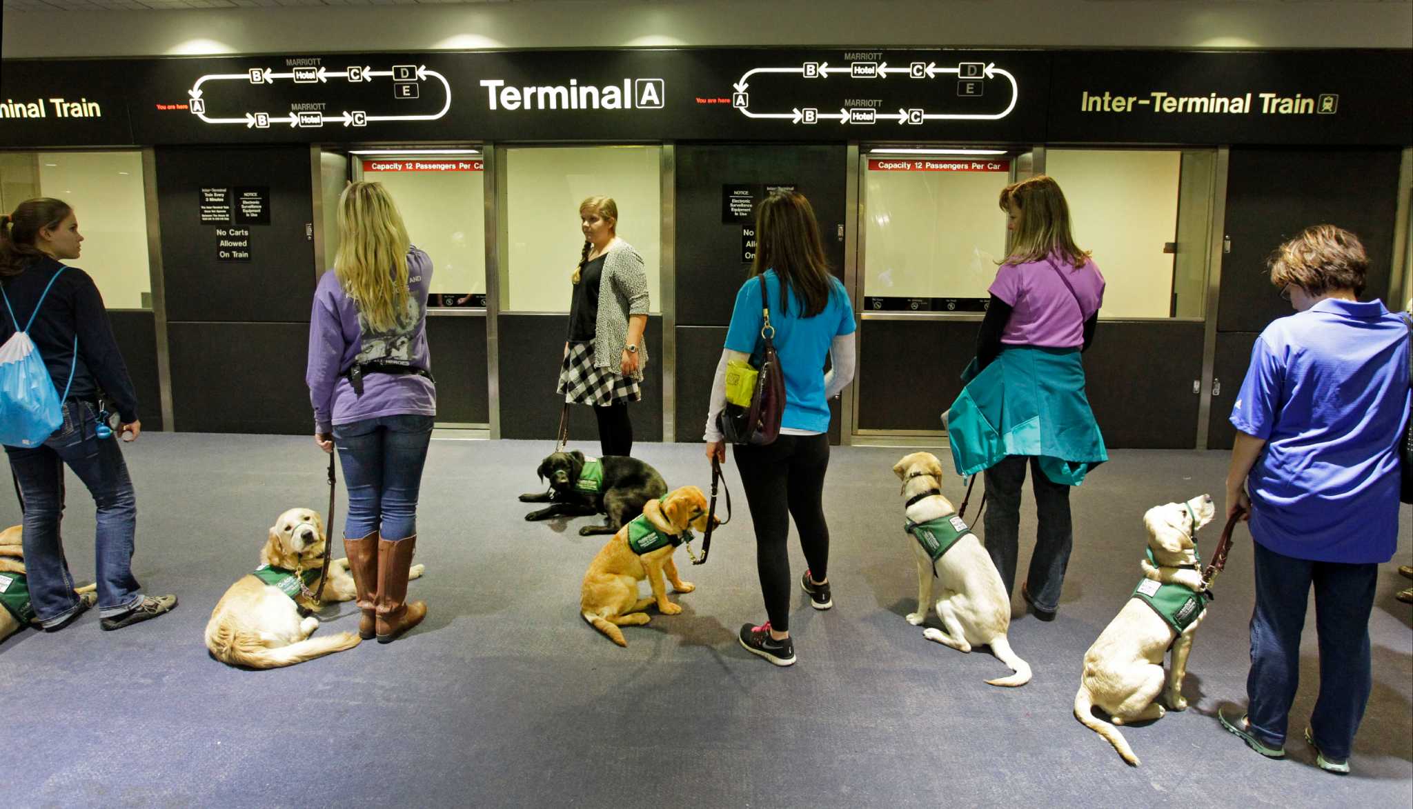 Guide dogs get trained at Houston airport