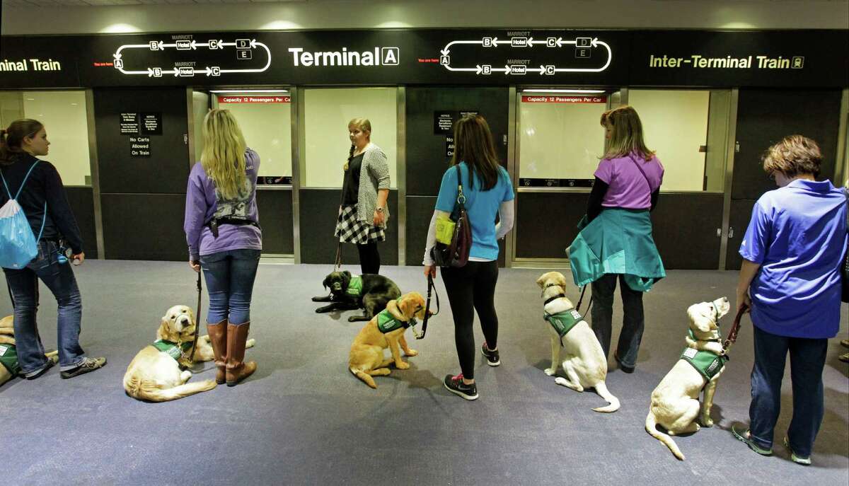 Guide dogs get trained at Houston airport