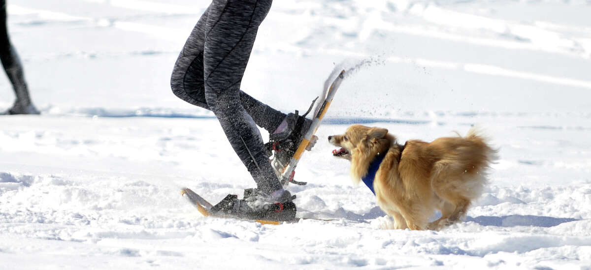 Photos Saratoga Winterfest snowshoe 5k