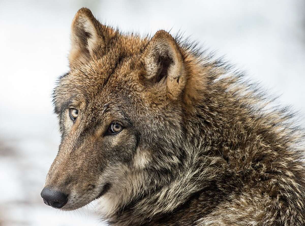 Wolf god. Происхождение Волков. Волк 45. Эволюция собаки от волка. Волк в национальностях.