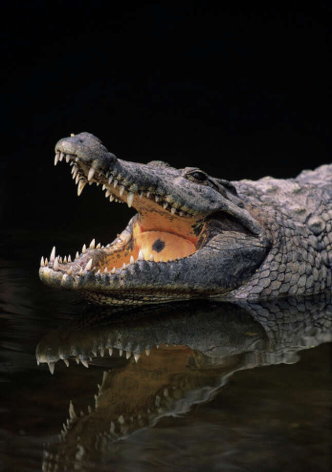 Крокодил самый опасный хищник. Крокодил. Самый опасный хищник в мире.