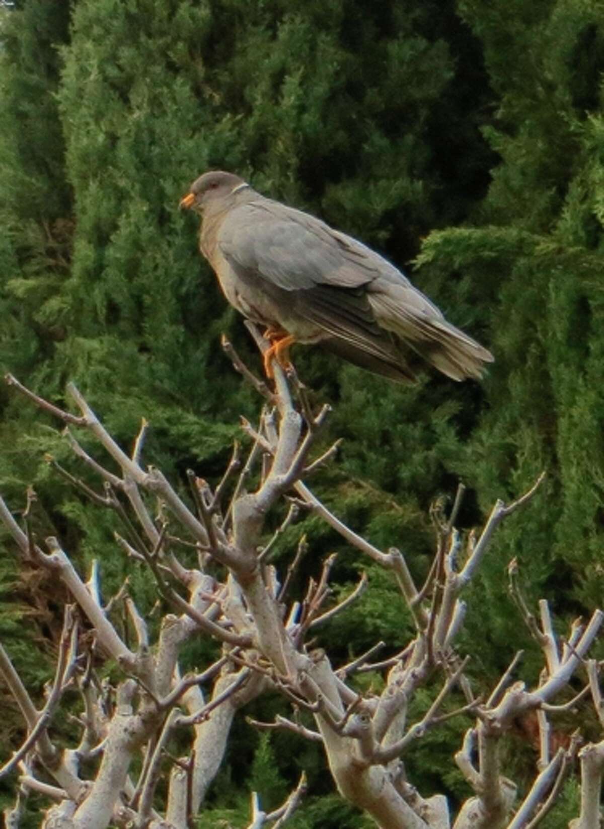 The band-tailed pigeon, California’s only native pigeon, is dwindling.