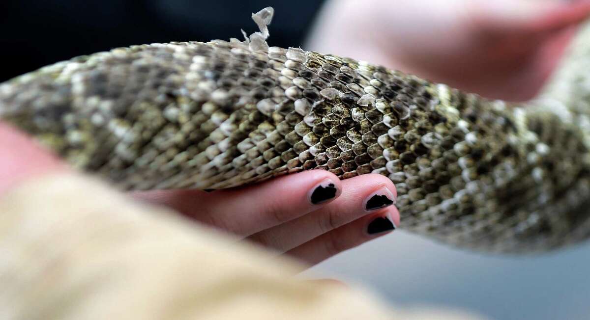 Sweetwater's Rattlesnake Roundup Still the weirdest event in Texas