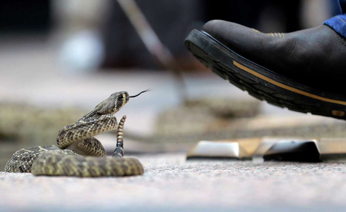 Sweetwater's Rattlesnake Roundup Still the weirdest event in Texas