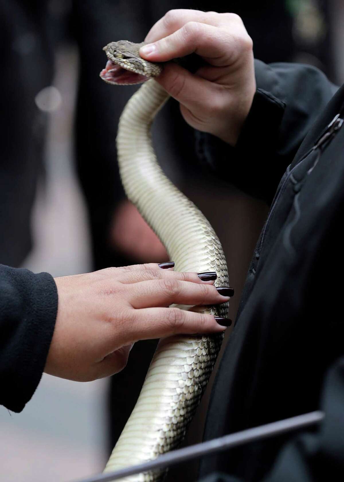 Sweetwater's Rattlesnake Roundup Still the weirdest event in Texas
