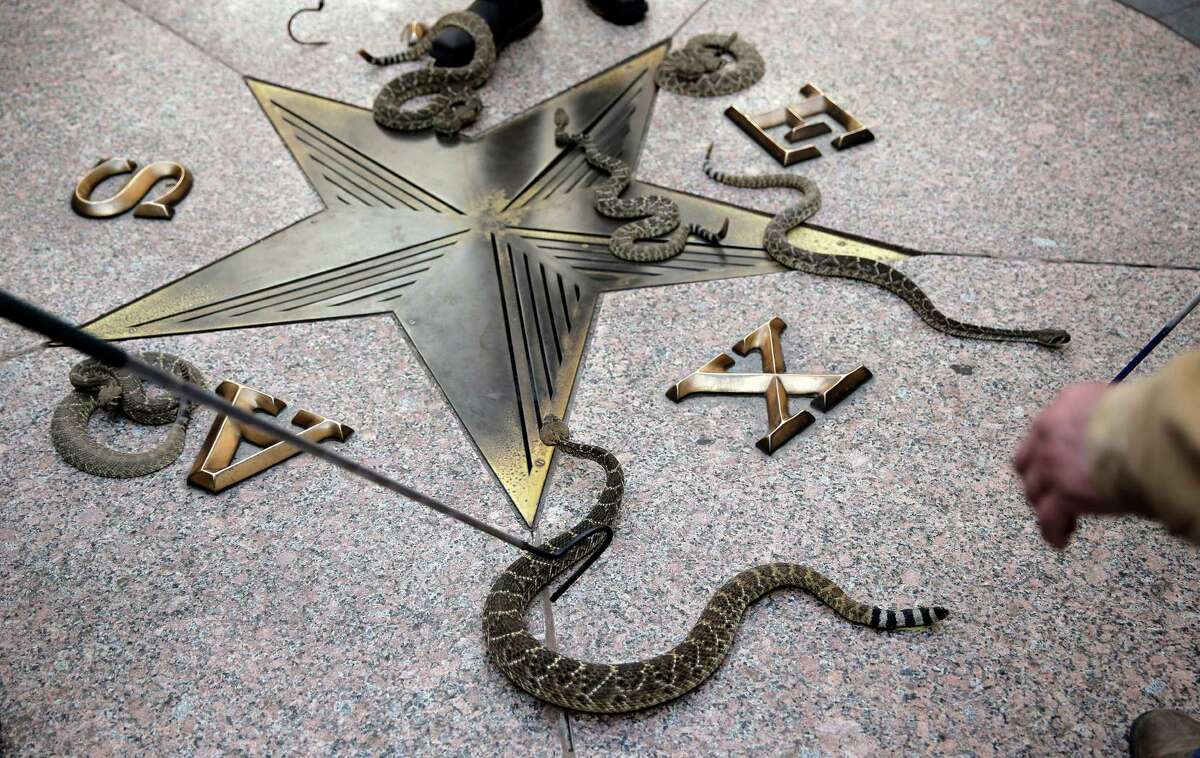 Sweetwater's Rattlesnake Roundup Still the weirdest event in Texas