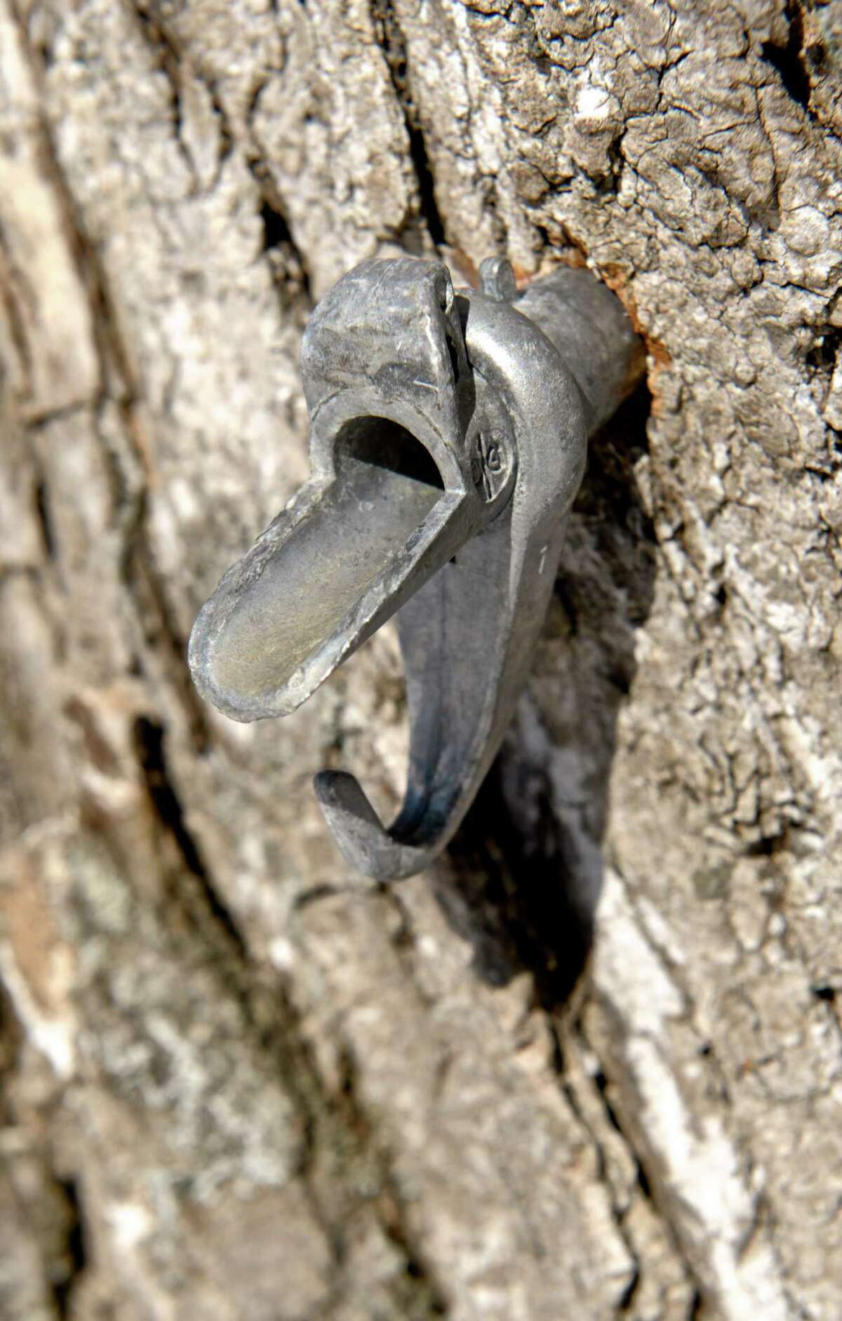 Woodbury nature center continues maple syrup tradition