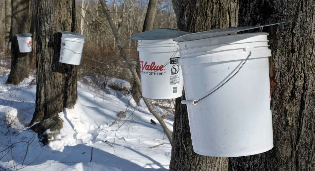 Woodbury nature center continues maple syrup tradition