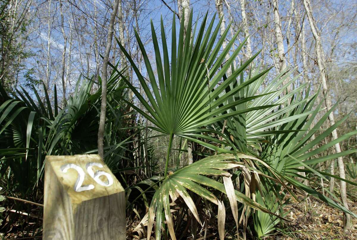 A numbered post marks Palmetto palms, just one of the types of flora that flourish in the Lake Creek Preserve.
