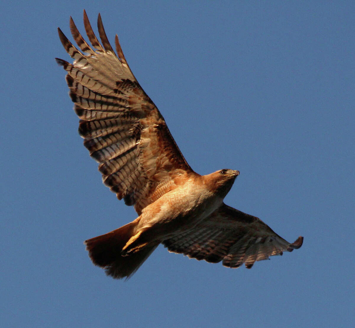 Celebrations hail avian invasion around bay and beyond