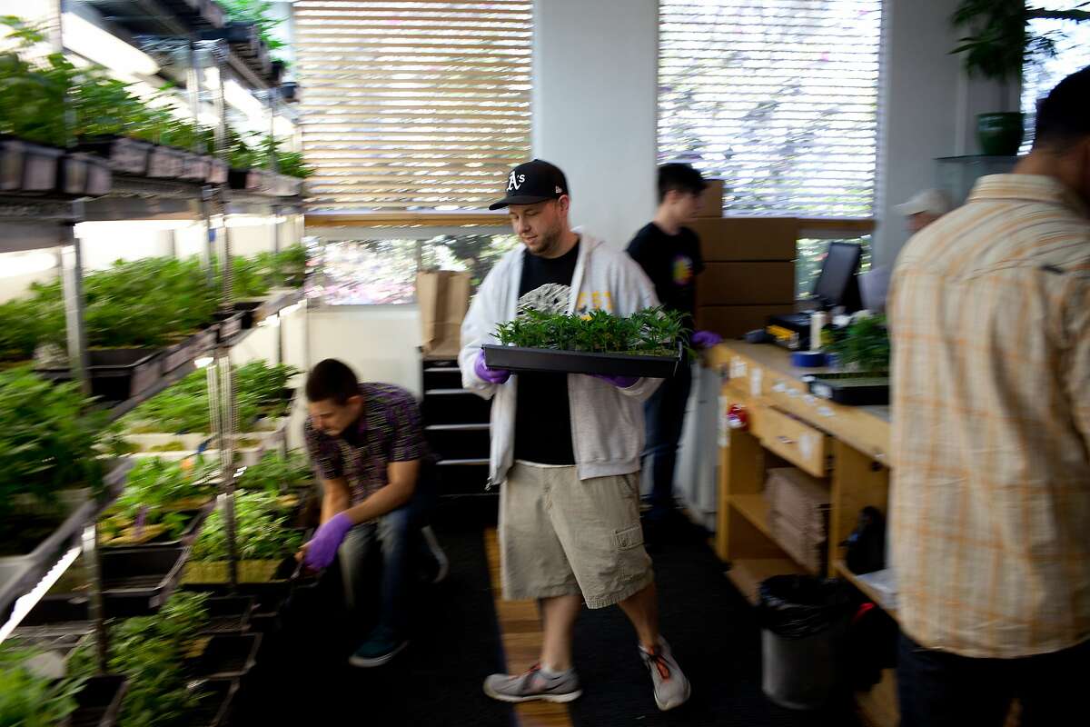 Michael O'Flaherty, center, handles plants in the medical marijuana clones department at Harborside Health Center in Oakland, Calif. on Thusday, June 5, 2014.
