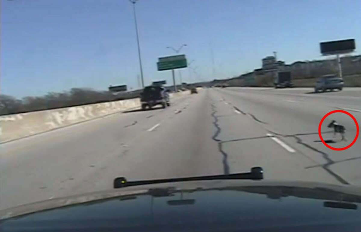 Two Fort Worth Police officers stop traffic on interstate 30 on Jan. 27, 2015 to rescue a small puppy lost on the roadway.