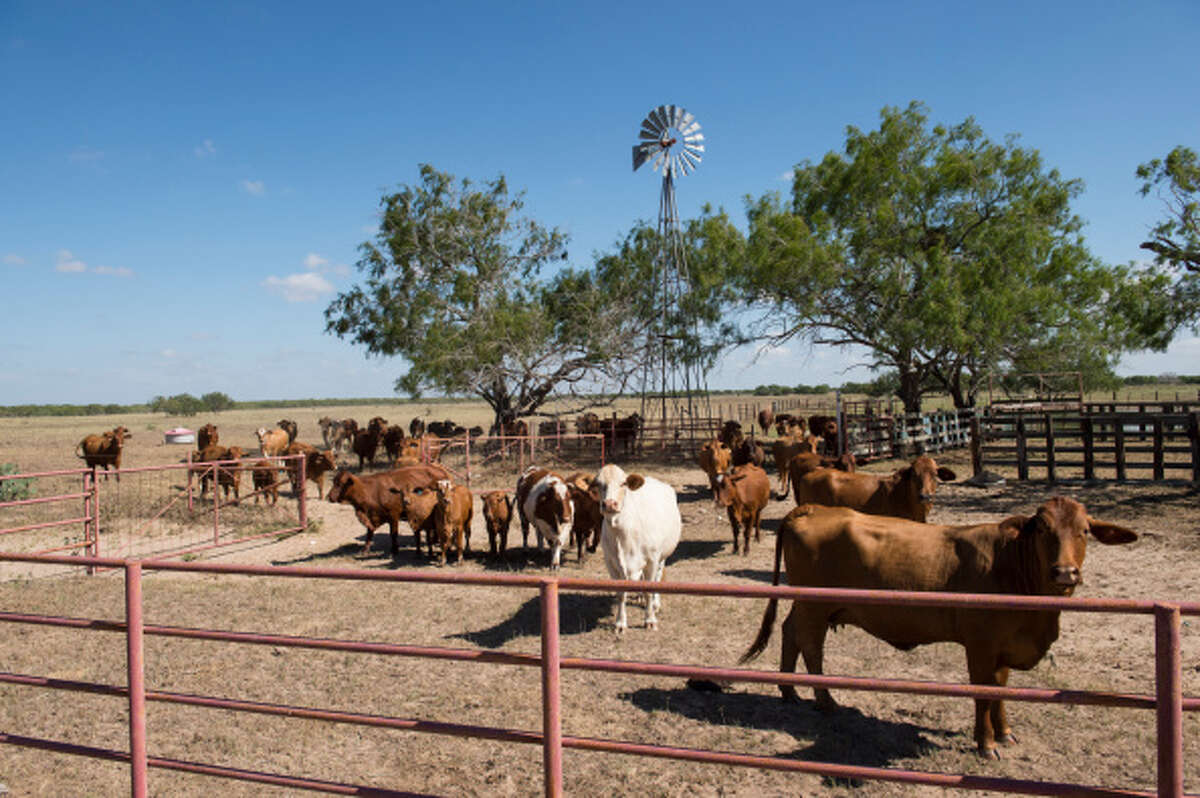 Texas cattle sees first rebound from drought