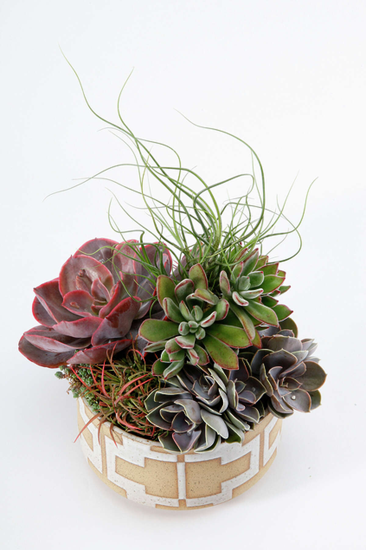 Show that your relationship can survive the drought. Give an artful, handmade succulent garden from Flora Grubb nursery instead of an average bouquet. Even better, visit the shop and make a long-lasting arrangement together while sipping Ritual Coffee from its in-store outpost. Prices vary by size and type. 1634 Jerrold Ave., S.F.; www.flora grubb.com