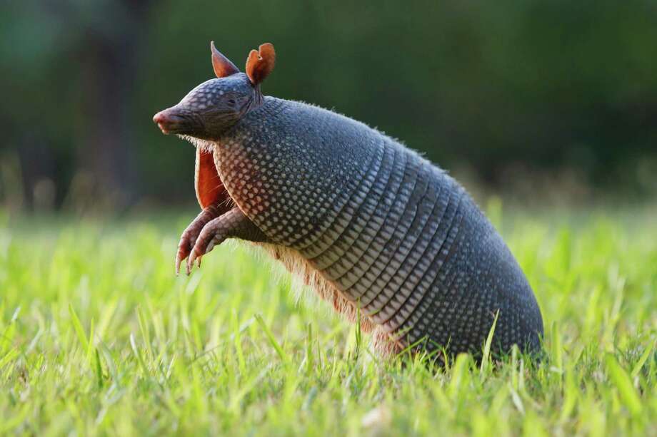 An armadillo, a ricocheting bullet and a House hearing How a 2year