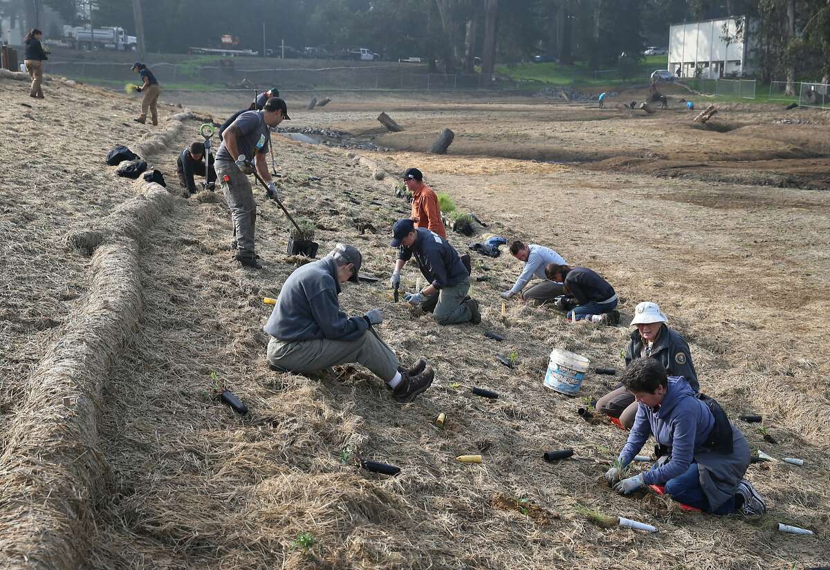 Volunteers plant native vegetation for a restoration project at the Presidio in San Francisco.