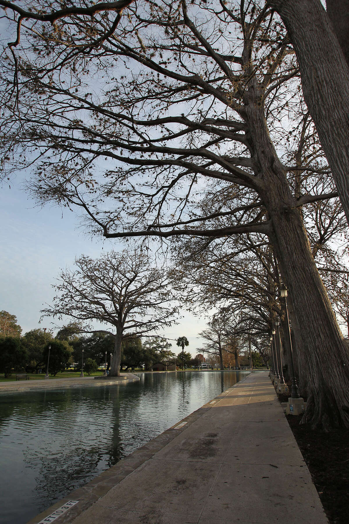 Huge cypress trees line the pool area at San Pedro Park on a bright winter’s day.