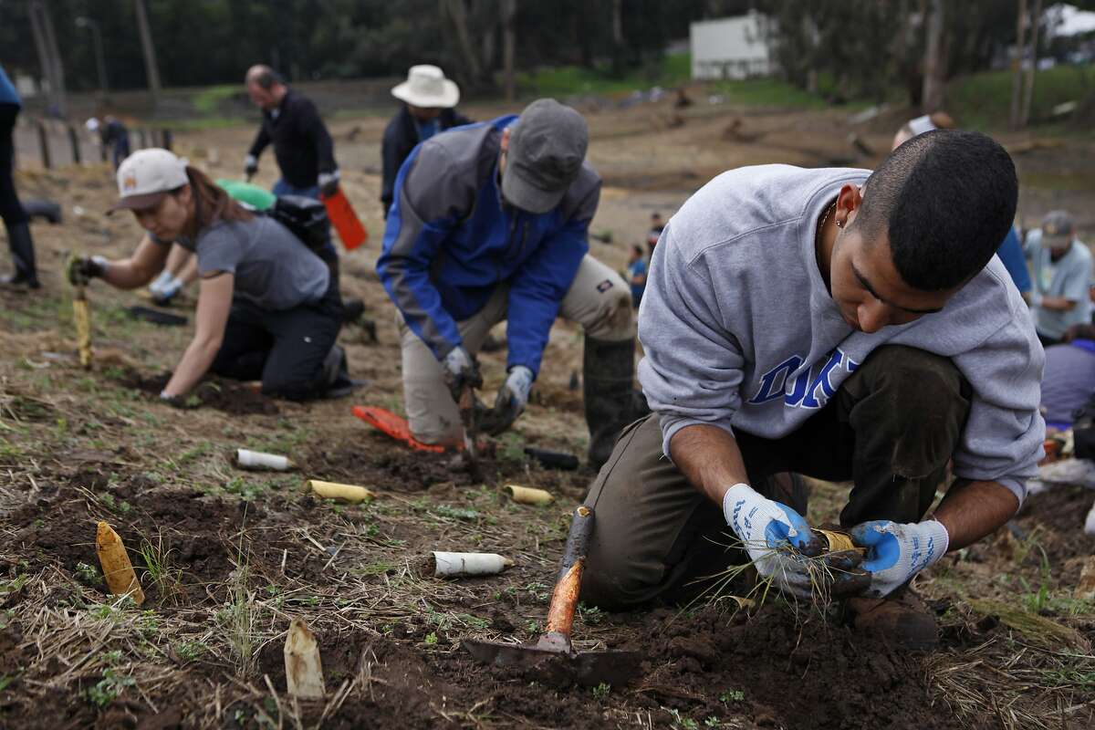 Niko Alexandre pulls yellow grass before placing it in a hole during Presidio Planting Day, where volunteers plant hundreds of native plants to help restore an urban creek system at the YMCA reach of the Tennessee Hollow watershed in the Presidio of San Francisco, Calif. for