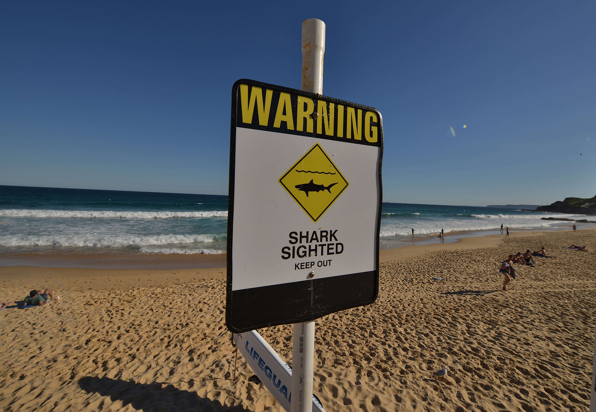 New report shows shark attacks have increased in North America
