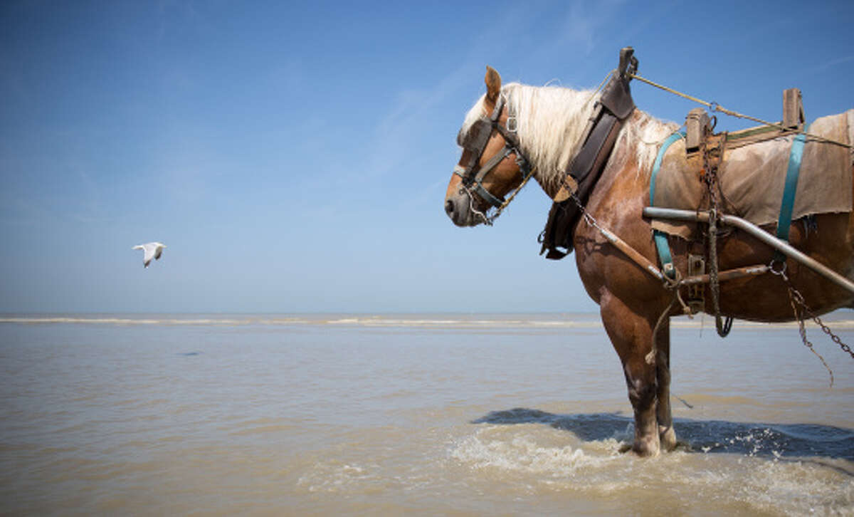 Galveston County horses test positive for herpes
