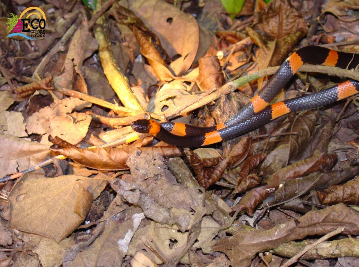 Spotting Mexico's elusive wild things