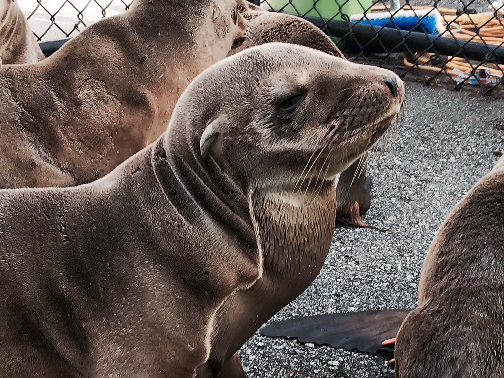Young sea lion found on Skyline Boulevard in S.F. 