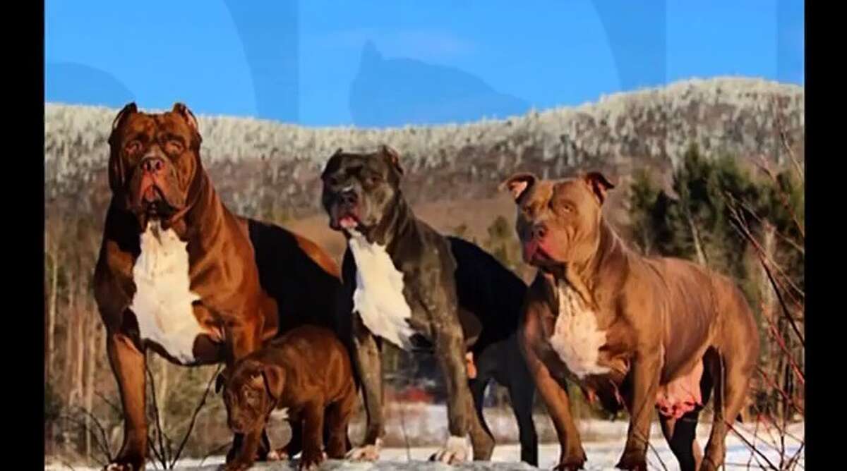 Humongous Pit Bull Named The Hulk Lives Up To His Name