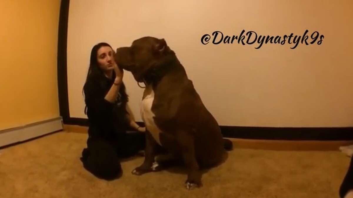 Humongous pit bull named "The Hulk" lives up to his name