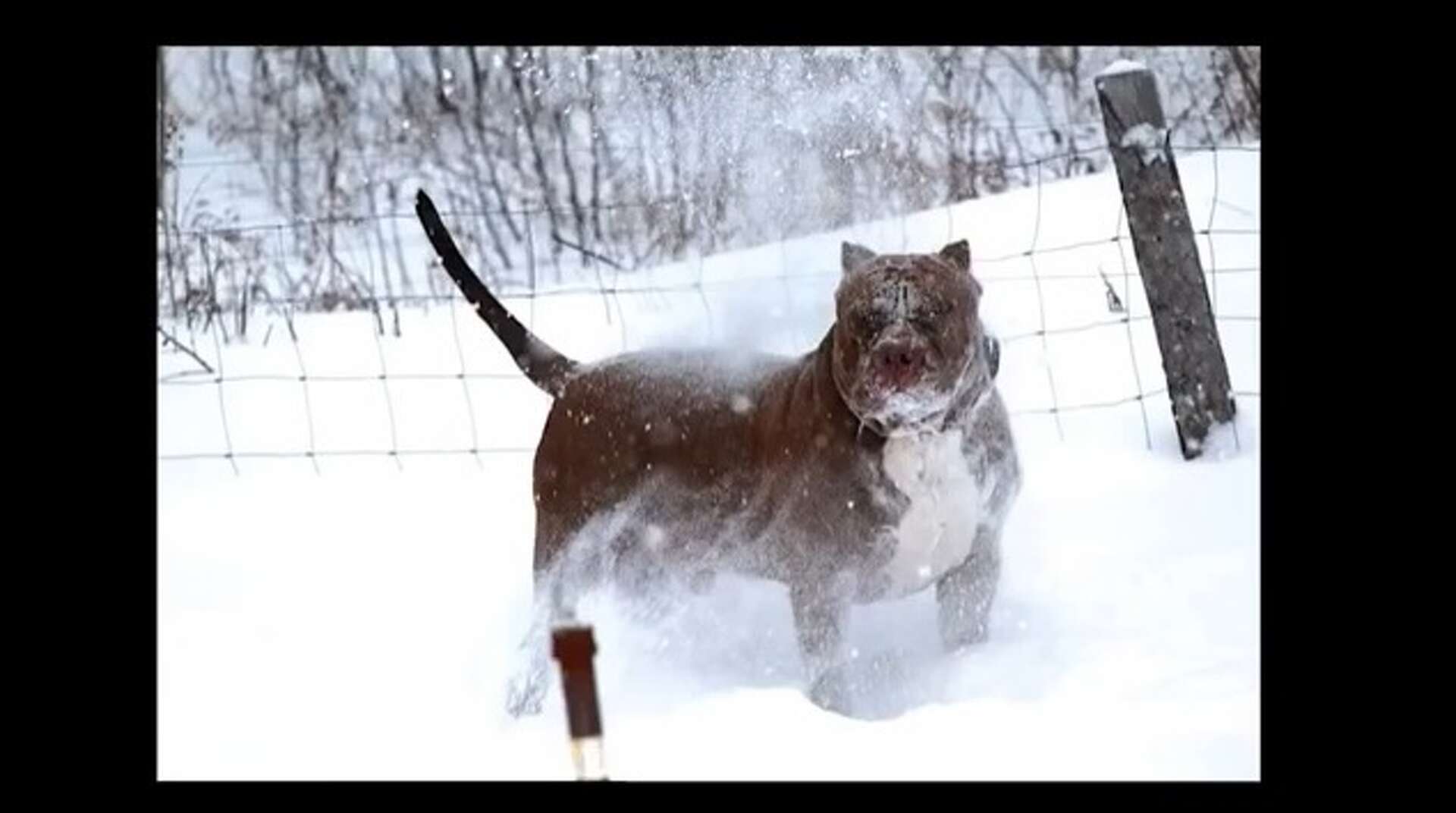 Pitbull hulk fashion puppies