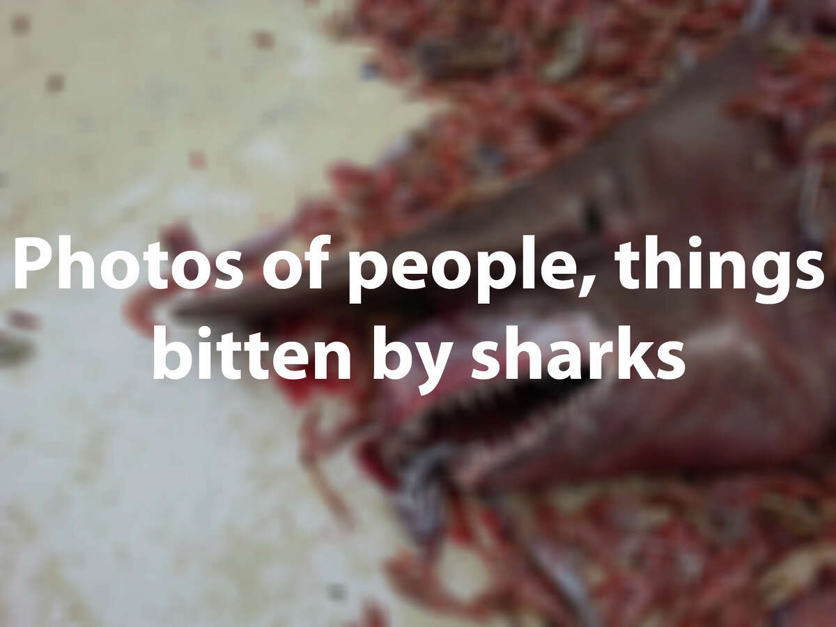 Sharks are fascinating and dangerous creatures of the sea. Check out photos of people, animals and things that have been shredded by these animals' toothy mouths.