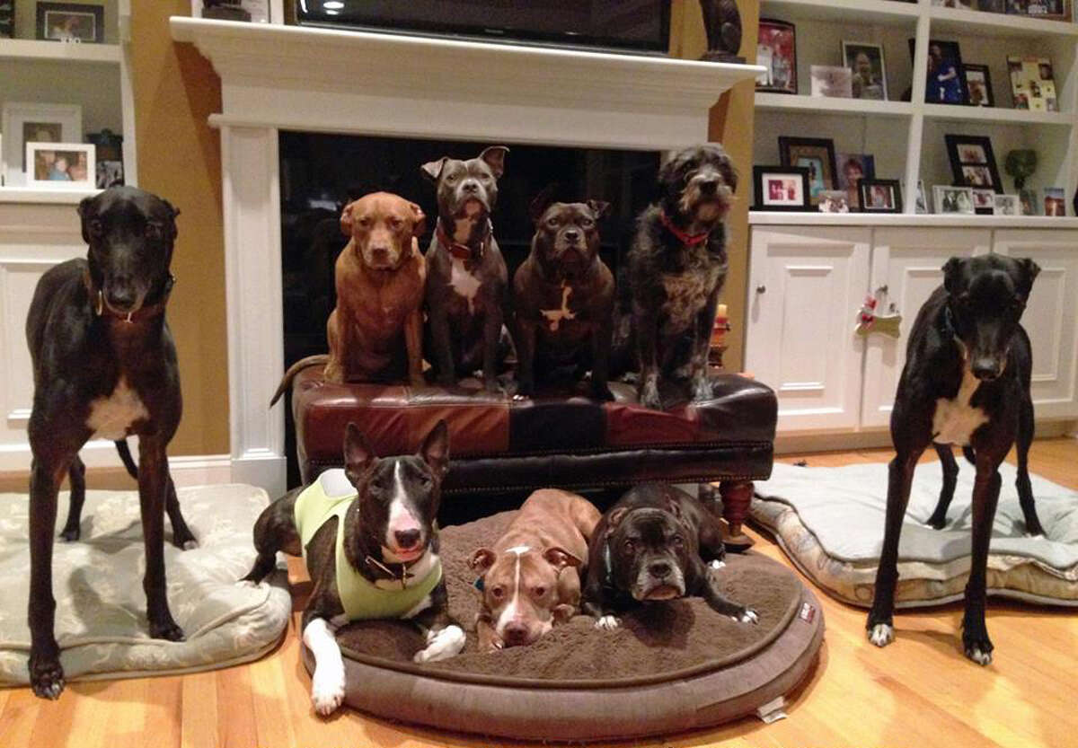 Dog lovers customize homes to pamper pooches