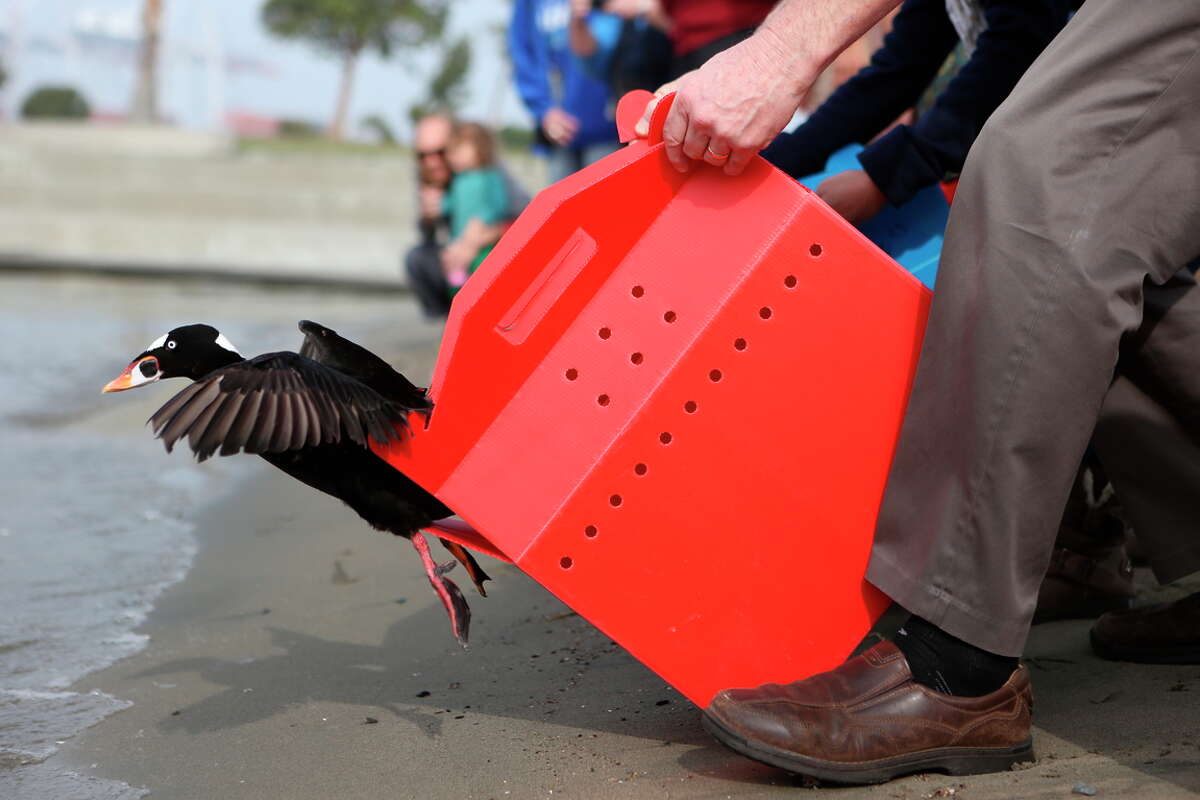 A surf scoter is released back into the bay after the viscous substance has been cleaned off. The bird was part of a release of 20 birds of different types into the shallow-water habitat in Middle Harbor Shoreline Park in the Port of Oakland.