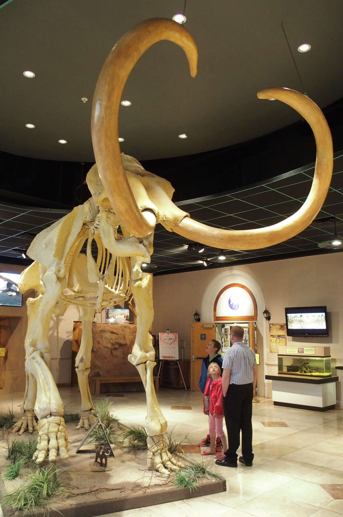 The skeleton of a mammoth looms over the lobby of the Arizona Museum of Natural History in downtown Mesa.