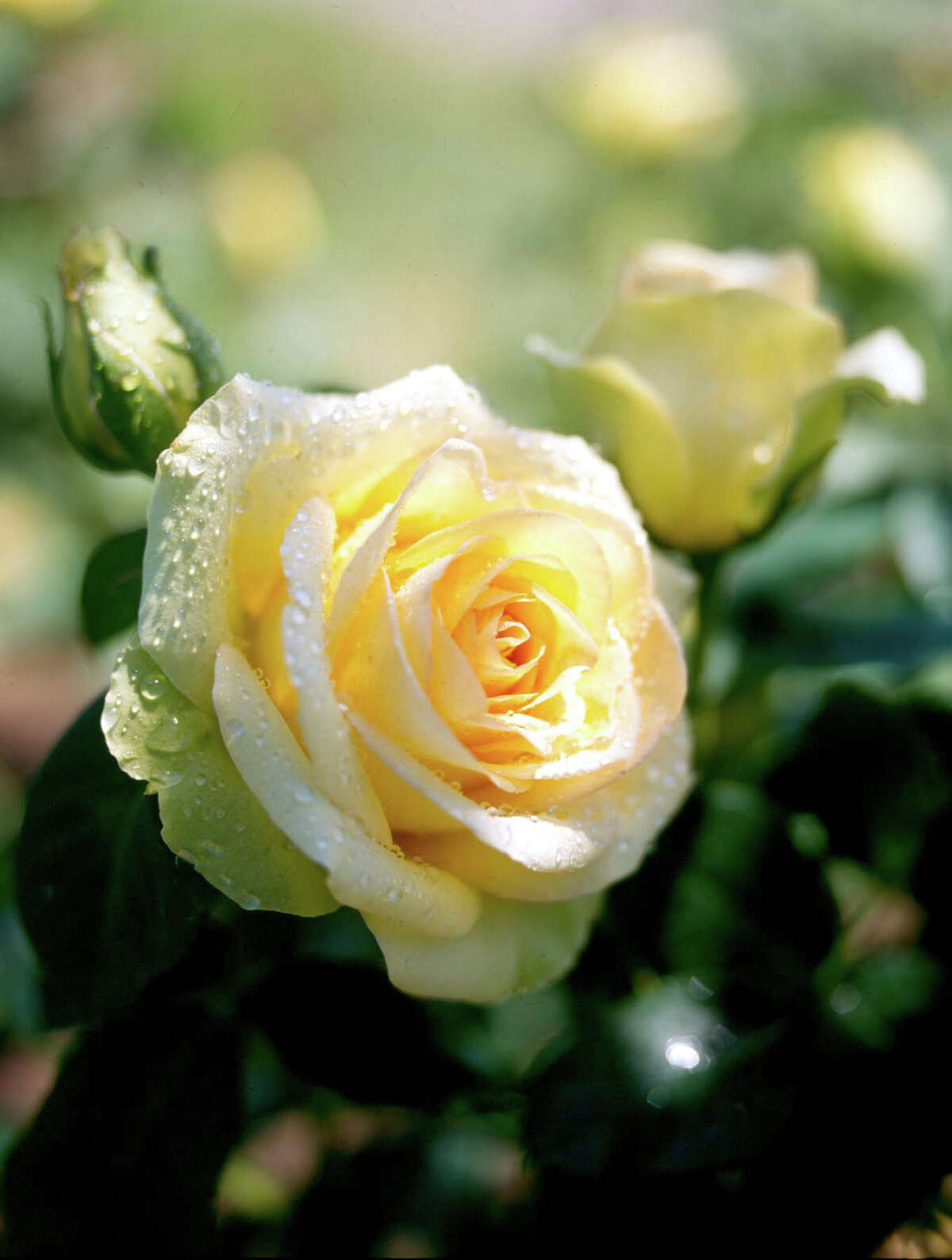 St. Patrick, a hybrid tea, blooms in soft yellow.
